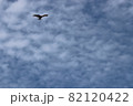 大空を飛ぶ鳥 82120422