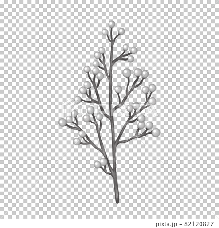 聖漿果聖誕白果枝無畫線 聖漿果聖誕白果枝無畫線 82120827