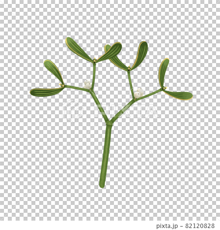 亮黃綠槲寄生枝,無畫線 亮黃綠槲寄生枝,無畫線 82120828