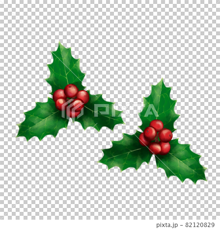 鮮やかな赤と緑の西洋柊　線画なし 82120829