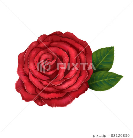 水彩風 真っ赤な薔薇と葉 線画なし のイラスト素材 10
