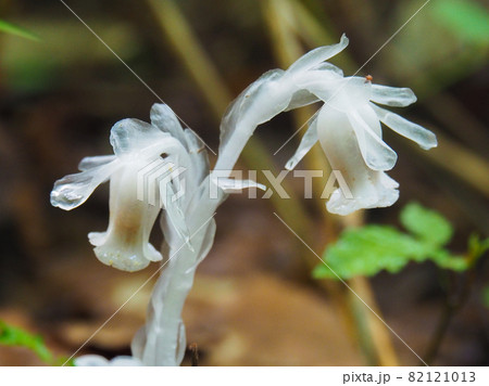 尾瀬の登山道に咲くギンリョウソウ 82121013