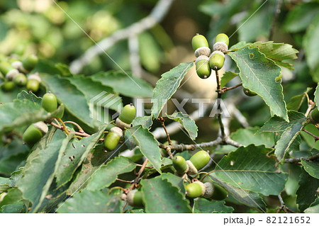 まだ青い、コナラのドングリ まだ青い、コナラのドングリ 82121652