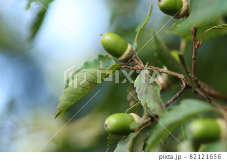 まだ青い、コナラのドングリ 82121656
