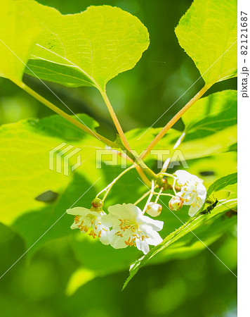 尾瀬の登山道に咲くミヤママタタビ 82121687