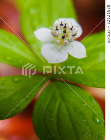 尾瀬の登山道に咲くゴゼンタチバナ 尾瀬の登山道に咲くゴゼンタチバナ 82121688