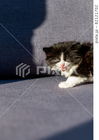 Cute black and white kitten Cute black and white kitten 82121702