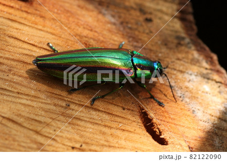 輝く夏の虫、タマムシ 82122090