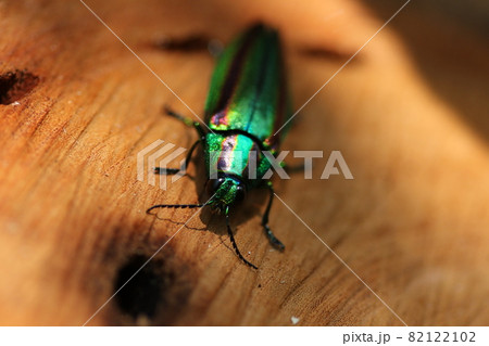 輝く夏の虫、タマムシ 82122102