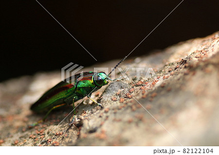 輝く夏の虫、タマムシ 輝く夏の虫、タマムシ 82122104