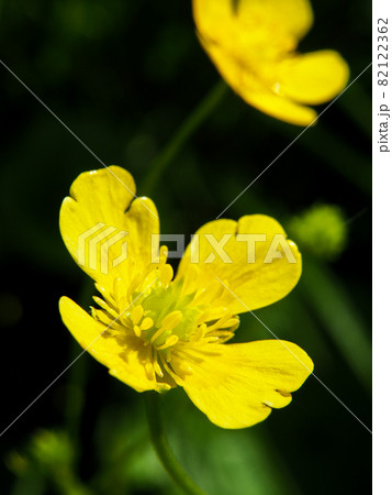 尾瀬ケ原に咲くリュウキンカ 82122362