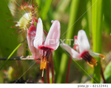 尾瀬ケ原に咲くツルコケモモ 82122441