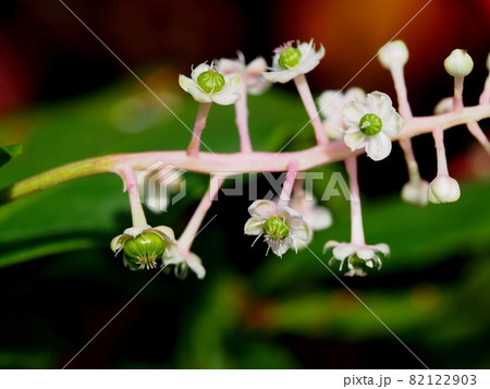 ヨウシュヤマゴボウの白と緑の花のクローズアップ ヨウシュヤマゴボウの白と緑の花のクローズアップ 82122903