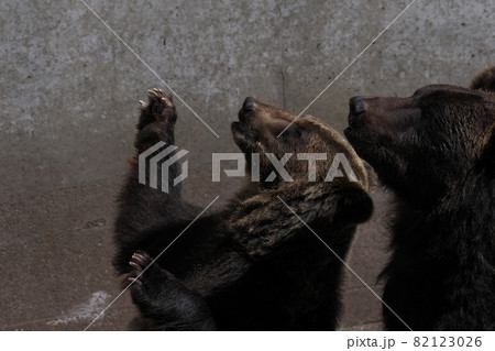 クマ牧場の羆が並んで餌を待っている 82123026