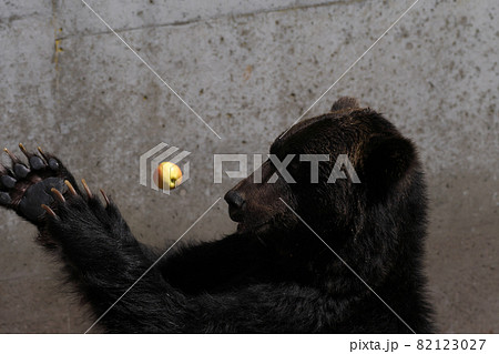 クマ牧場の羆が餌をもらう 82123027