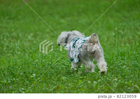 ミニチュアシュナウザー　ペット　走る犬　公園 82123059