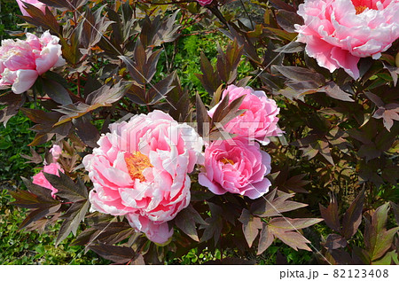 芍薬 82123408