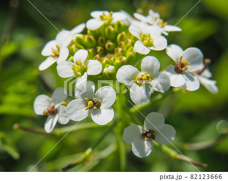 尾瀬ケ原・竜宮に咲くオランダガラシ（クレソン） 82123666