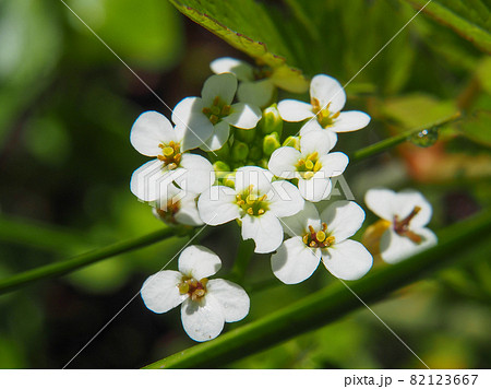 尾瀬ケ原・竜宮に咲くオランダガラシ（クレソン） 82123667