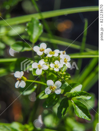 尾瀬ケ原・竜宮に咲くオランダガラシ(クレソン) 尾瀬ケ原・竜宮に咲くオランダガラシ(クレソン) 82123670