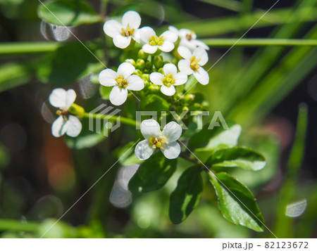 尾瀬ケ原・竜宮に咲くオランダガラシ（クレソン） 82123672
