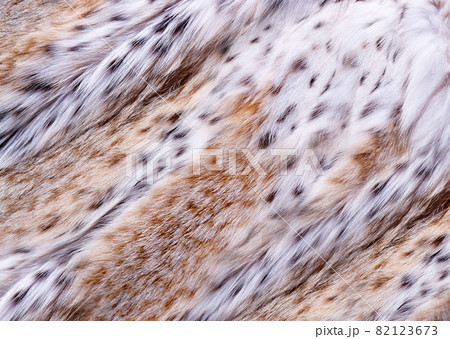 Fluffy spotted fur of wild animal lynx .Texture or background 82123673