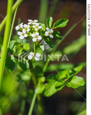 尾瀬ケ原 竜宮に咲くオランダガラシ クレソン の写真素材 尾瀬ケ原 竜宮に咲くオランダガラシ クレソン の写真素材