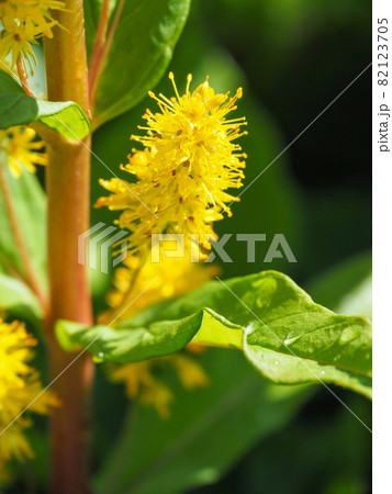 尾瀬ケ原に咲くヤナギトラノオ 82123705