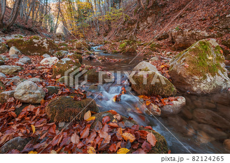Creek in autumn forest sunset. Fall season in forest 82124265
