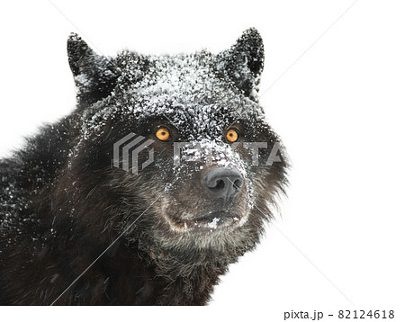 portrait canadian black wolf on white background portrait canadian black wolf on white background 82124618