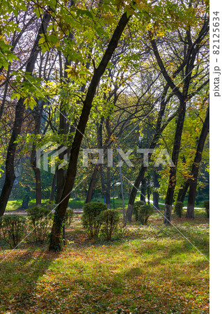 city park on a sunny autumn day. trees in green and yellow foliage city park on a sunny autumn day. trees in green and yellow foliage 82125634