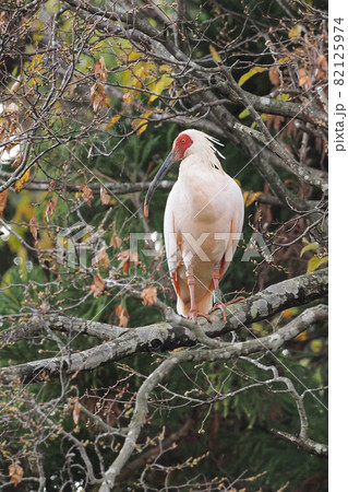 晩秋の朱鷺 82125974