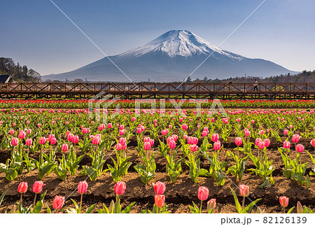 Yamanakako Hanano Miyako Koen park with iconic Mount Fuji in the background Yamanakako Hanano Miyako Koen park with iconic Mount Fuji in the background 82126139