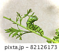 葉っぱを食べるキアゲハの幼虫 82126173