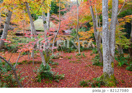 晩秋の京都市奥嵯峨の祇王寺の散り紅葉じゅうたんが見事 82127080