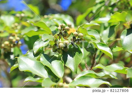 隠蓑(カクレミノ)の葉と実 隠蓑(カクレミノ)の葉と実 82127806