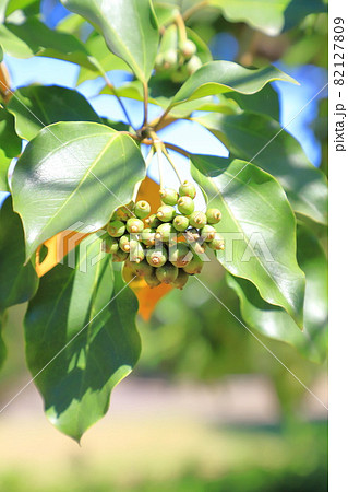 隠蓑（カクレミノ）の葉と実 82127809