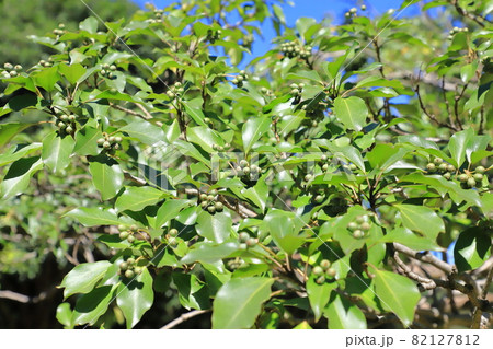 隠蓑（カクレミノ）の葉と実 82127812