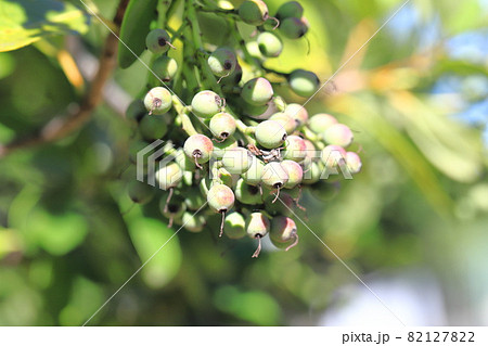 隠蓑（カクレミノ）の葉と実 82127822