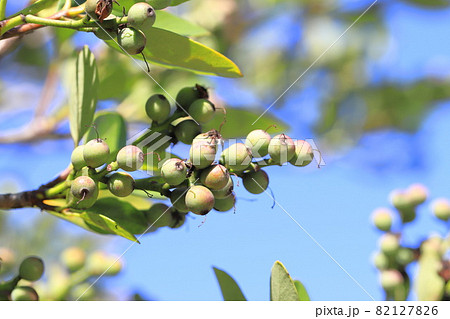 隠蓑（カクレミノ）の葉と実 82127826