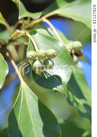 隠蓑(カクレミノ)の葉と実 隠蓑(カクレミノ)の葉と実 82127828