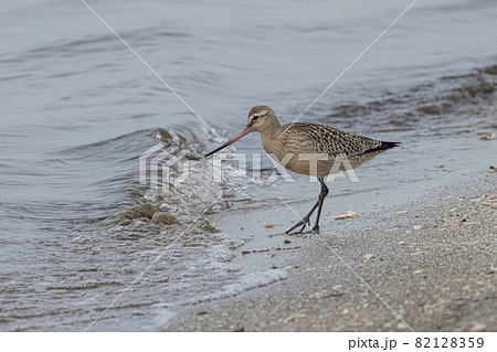 夏の砂浜で潮が引くのを待つオオソリハシシギ 82128359