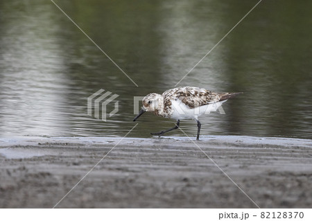 潮が引いた海岸の干潟で餌を探すミユビシギ 82128370