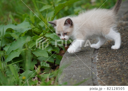 我が子を好き過ぎるのか何をするにも力強い母親野良猫と可愛い子猫 我が子を好き過ぎるのか何をするにも力強い母親野良猫と可愛い子猫 82128505