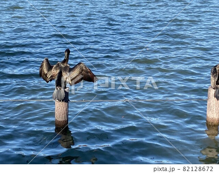 洗足池の鳥 サギ 82128672