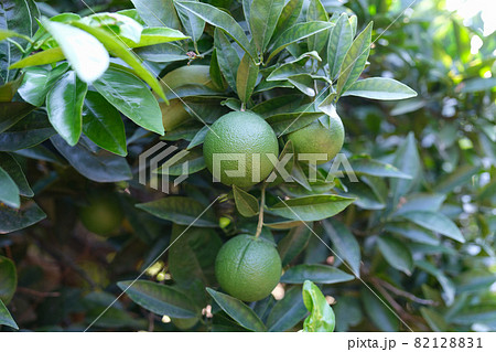 Unripe green tangerine growing on tree closeup Unripe green tangerine growing on tree closeup 82128831