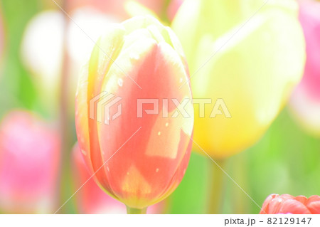 春色の花、チューリップ 春色の花、チューリップ 82129147