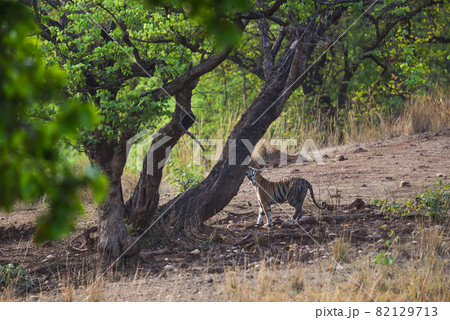 wild royal bengal tiger taking smell from tree to territory or scent marking on same at kanha national park or tiger reserve madhya pradesh india - panthera tigris tigris 82129713