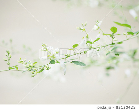 可憐な白い萩の花 82130425