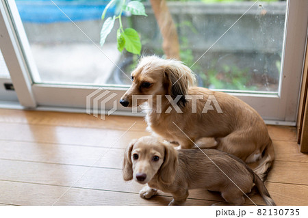 仔犬　カニンヘンダックスフンド　親子 82130735
